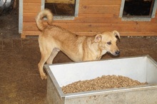 CRUSTY, Hund, Mischlingshund in Rumänien - Bild 9