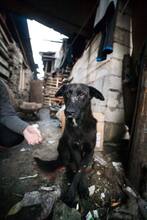 PLUTO, Hund, Mischlingshund in Slowakische Republik - Bild 1