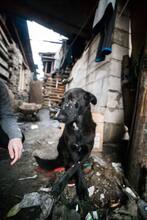PLUTO, Hund, Mischlingshund in Slowakische Republik - Bild 2
