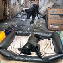 PLUTO, Hund, Mischlingshund in Slowakische Republik - Bild 8
