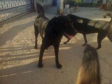 TOM, Hund, Mischlingshund in Griechenland - Bild 2