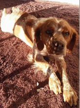 TARA, Hund, Bretonischer Spaniel in Bulgarien - Bild 1