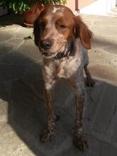 TARA, Hund, Bretonischer Spaniel in Bulgarien - Bild 2