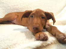 TRANQUI, Hund, Mischlingshund in Spanien - Bild 10