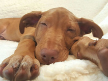 TRANQUI, Hund, Mischlingshund in Spanien - Bild 13