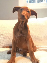 TRANQUI, Hund, Mischlingshund in Spanien - Bild 8
