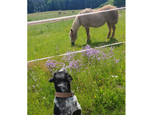 ARTHUR, Hund, Mischlingshund in Oberviechtach - Bild 11