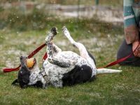 ARTHUR, Hund, Mischlingshund in Oberviechtach - Bild 13