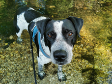 ARTHUR, Hund, Mischlingshund in Oberviechtach - Bild 2