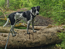ARTHUR, Hund, Mischlingshund in Oberviechtach - Bild 3