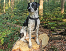 ARTHUR, Hund, Mischlingshund in Oberviechtach - Bild 5