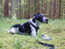 ARTHUR, Hund, Mischlingshund in Oberviechtach - Bild 7