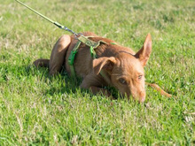 JIMMY, Hund, Mischlingshund in Wedemark - Bild 12