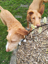 JIMMY, Hund, Mischlingshund in Wedemark - Bild 23
