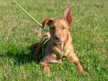 JIMMY, Hund, Mischlingshund in Wedemark - Bild 8