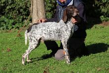 LEO, Hund, Deutsch Kurzhaar in Italien - Bild 2