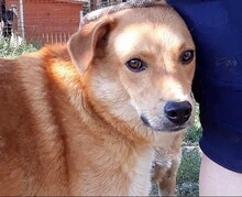 AARON, Hund, Mischlingshund in Rumänien - Bild 1