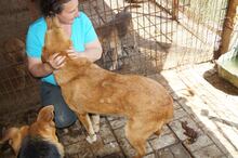 AARON, Hund, Mischlingshund in Rumänien - Bild 12