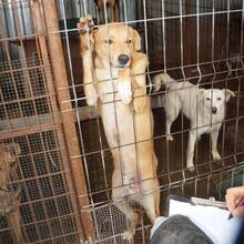 AARON, Hund, Mischlingshund in Rumänien - Bild 13