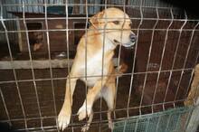 AARON, Hund, Mischlingshund in Rumänien - Bild 15