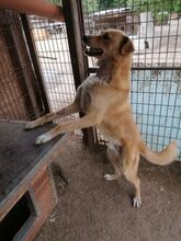 AARON, Hund, Mischlingshund in Rumänien - Bild 5