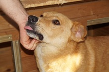 AARON, Hund, Mischlingshund in Rumänien - Bild 6