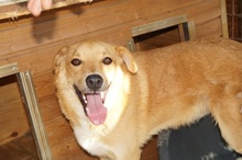 AARON, Hund, Mischlingshund in Rumänien - Bild 7