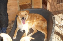 AARON, Hund, Mischlingshund in Rumänien - Bild 8