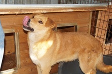 AARON, Hund, Mischlingshund in Rumänien - Bild 9