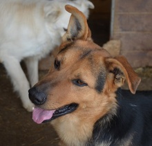 HEINRICH, Hund, Mischlingshund in Mettmann - Bild 5