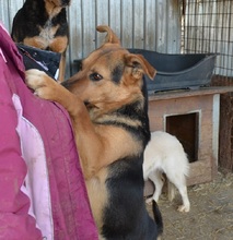 HEINRICH, Hund, Mischlingshund in Mettmann - Bild 6