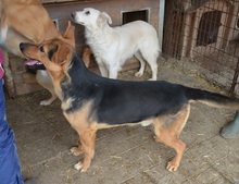 HEINRICH, Hund, Mischlingshund in Mettmann - Bild 8