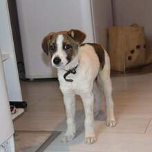BEETHOVEN, Hund, Mischlingshund in Bulgarien - Bild 1