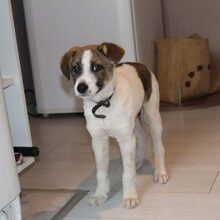 BEETHOVEN, Hund, Mischlingshund in Bulgarien - Bild 2