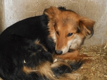 LAYLA, Hund, Mischlingshund in Ungarn - Bild 1
