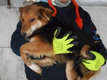 LAYLA, Hund, Mischlingshund in Ungarn - Bild 3