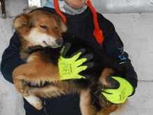 LAYLA, Hund, Mischlingshund in Ungarn - Bild 5
