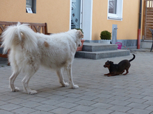 GIADA, Hund, Maremmano-Mix in Winklarn - Bild 3