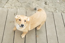 POMPON, Hund, Mischlingshund in Kleines Wiesental - Bild 1