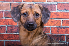 VANJA, Hund, Mischlingshund in Bietigheim-Bissingen - Bild 12