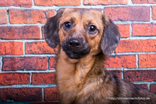 VANJA, Hund, Mischlingshund in Bietigheim-Bissingen - Bild 18