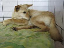 KALA, Hund, Mischlingshund in Ungarn - Bild 5