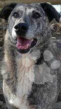 DESPINA, Hund, Mischlingshund in Rumänien - Bild 1