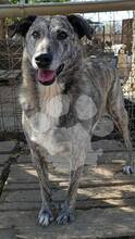 DESPINA, Hund, Mischlingshund in Rumänien - Bild 2
