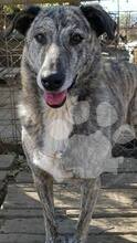 DESPINA, Hund, Mischlingshund in Rumänien - Bild 4