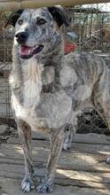 DESPINA, Hund, Mischlingshund in Rumänien - Bild 5