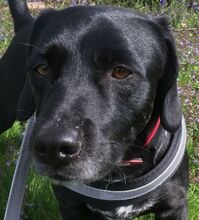 NERO, Hund, Labrador-Mix in Vallendar - Bild 1