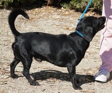 NERO, Hund, Labrador-Mix in Vallendar - Bild 11
