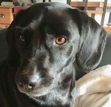 NERO, Hund, Labrador-Mix in Vallendar - Bild 3