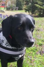 NERO, Hund, Labrador-Mix in Vallendar - Bild 7